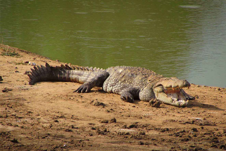 Crocodile yala national park