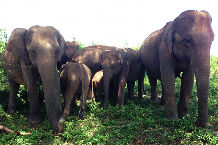 Elephants yala national park
