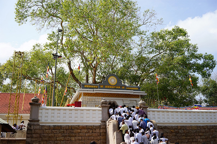 Sri Maha bodhi tree